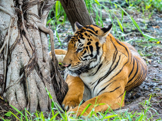 Tiger stays under the tree.