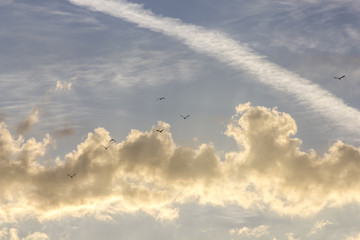 oiseaux dans les nuages