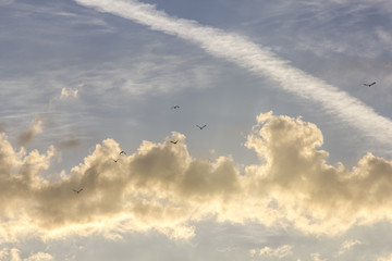 oiseaux dans les nuages