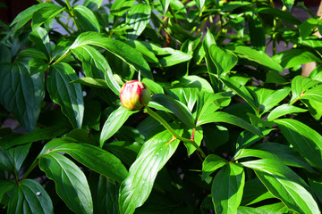 Small yellow pink opening bud, green dense foliage of a tropical plant &ndash; Garden  
