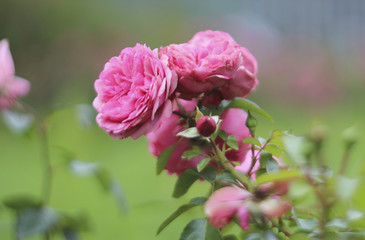 Flower for card decoration and agriculture design concept. Pink roses in the garden on a summer day.