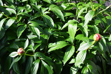 Small yellow pink opening bud, green dense foliage of a tropical plant – Garden  