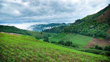 Obraz premium cloud forest at Chiangmai Thailand