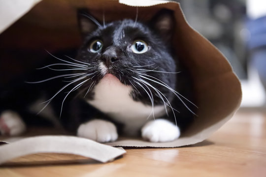 Black and white cat in a paper bag, shallow focus on nose