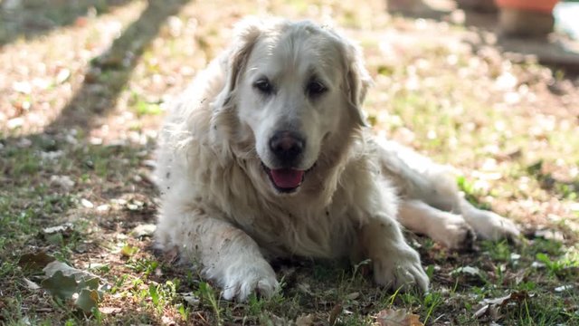 an old golden retriever dog relaxes on a hot summer's afternoon
