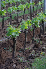 Vineyard at Sring near village of Saint-Emilion