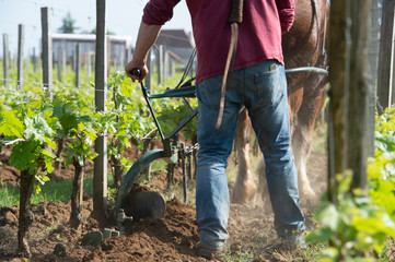 Labour Vineyard with a draft horse, Saint-Emilion, France