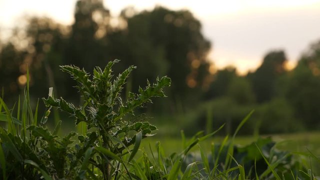 Man finger touch thorn bush