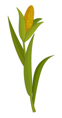 cartoon scene with corn on white background - illustration for children