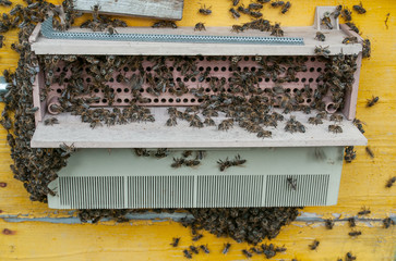 Bee family on the blue hive 1