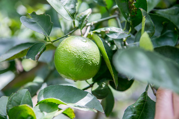 Green lemon on lemon tree with leaves.