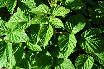 Peppermint Bush - Herb Garden 