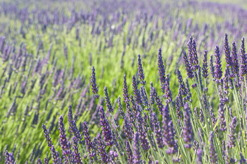 Lavender spikes blossom in a field.