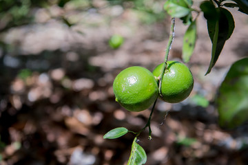 Green lemon on lemon tree with leaves.