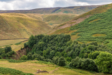 Obraz premium Hills and trees in the Derbyshire countryside