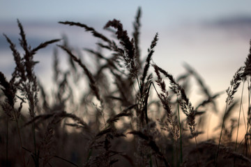 Сумерки, трава