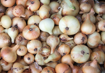 Close up onione abstract background