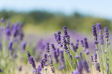 Lavender spikes blossom in a field.