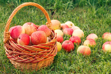 Red apples in a wicker basket and on green grass in the orchard. Fresh ripe apples