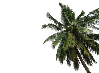 Fototapeta premium Coconut palm tree leaves isolated on white background