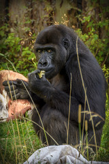 Gorilla is Eating Food