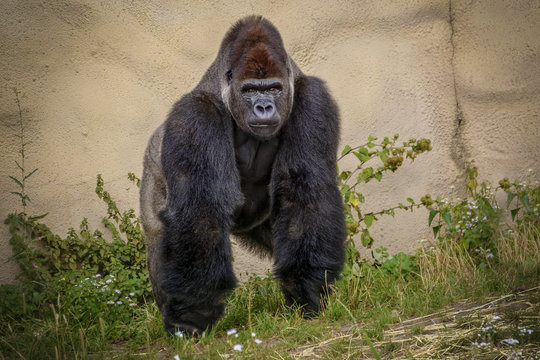 Angry Gorilla look at the Camera