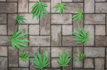hemp leaves on a structured stone floor