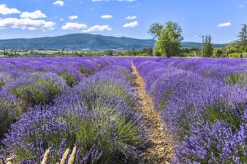 Fototapeta na wymiar Blloomy lavender field near Sault, Provence, France, department Vaucluse, region Provence-Alpes-Côte d'Azur, moutain range in background