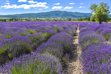 Fototapeta na wymiar blommy lavender rows near Sault, Provence, France, lavender field, with mountains in background, department Vaucluse, region Provence-Alpes-Côte d'Azur