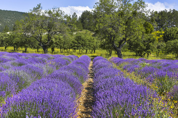 lavender filed with fruit trees, near Sault, Provence, France, department Vaucluse, region Provence-Alpes-Côte d'Azur