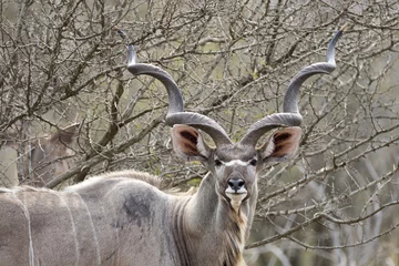 Plexiglas foto achterwand Wild free Greater Kudu antelope Tragelaphus strepsiceros  portrait © Pedro Bigeriego