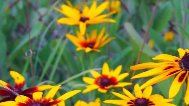 bright flowers of rudbeckia closeup.