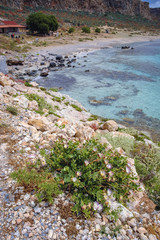 Plants on Imeri Gramvousa Island near island of Crete, Greece