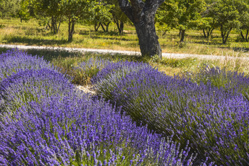 Lavender under shady tree near Sault, Provence, France, department Vaucluse, region...