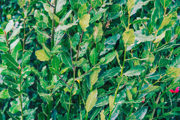 Green fresh bay laurel,Laurus nobilis