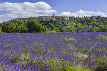 lavender field  on the food of village Sault, Provence, France, department Vaucluse, region Provence-Alpes-Côte d'Azur