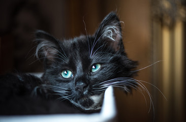 Black cat with blue eyes sitting in a box. Romantic sight.