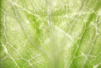 Fresh ripe cabbage leaf as background, closeup