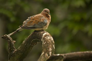 Laughing dove (Spilopelia senegalensis).