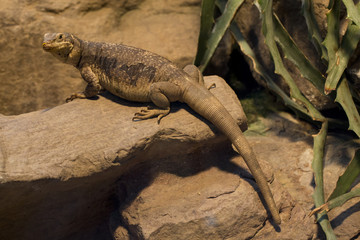 Common Chuckwalla (Sauromalus ater).