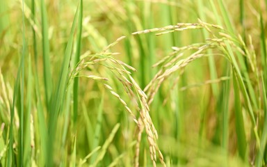 Rice field closeup blur nature landscape background