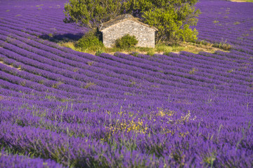 Naklejka na ściany i meble stone hut surrounded by lavender field near Sault, Provence, France
