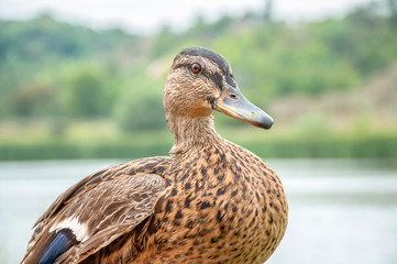 wild duck in natural habitat (Anas platyrhynchos)
