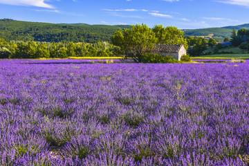 landscape panorama with large lavenderfield and stone hut, Provence, France, near Sault, department Vaucluse, region Provence-Alpes-Côte d'Azur