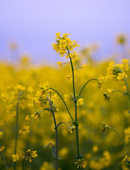 Obraz premium Rapeseed plant blooming in the summer field with blurry background.