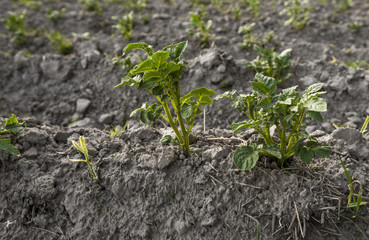 Close up on a plant of potato on a green field of potato crops in a row. Agriculture. Growing....