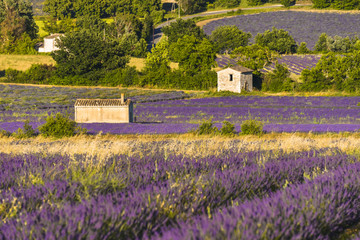 Fototapeta na wymiar lavender landscape with different huts near village Sault, Provence, France