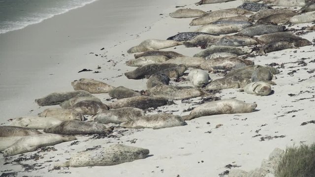 A seal tries to scratch its back on the sand, upsetting other nearby seals.