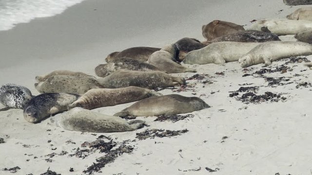 A seal tries to find a place to sunbathe on a crowded beach.