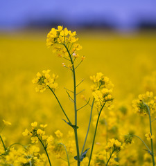 Rapeseed plant blooming in the summer field with blurry background.